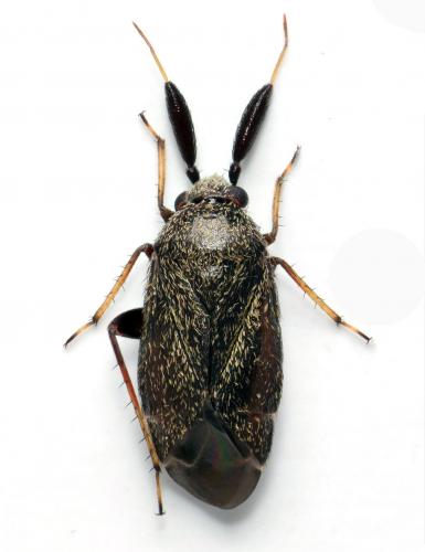 Réf. 183 307 : Atractotomus mali